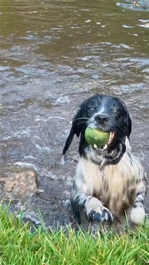 Springer spaniels in action