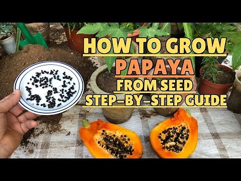How to Grow Papaya from Seed: Step-by-Step Guide🌴#papaya #gardening #gardeningtips #indoorgardening