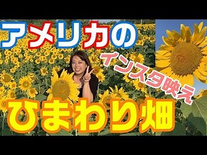 【アメリカ田舎の良い景色を紹介】近所【アメリカオハイオ州】のひまわり畑に早朝から行って来ました！