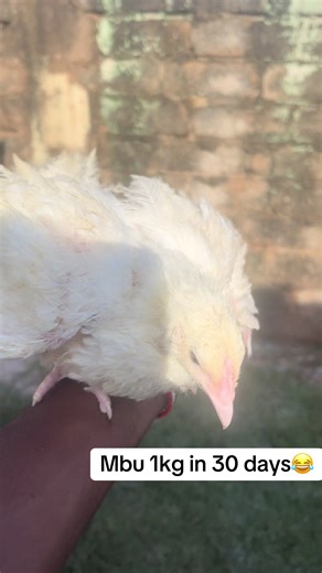 #halalfarms #chickenfarming #poultry #uganda