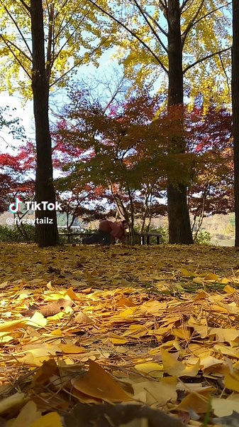 Cute Cat Enjoys Playing in Leaf Pile