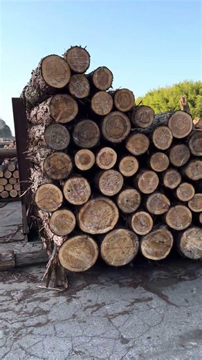Log Sorting & Grading in Japan #japanlife