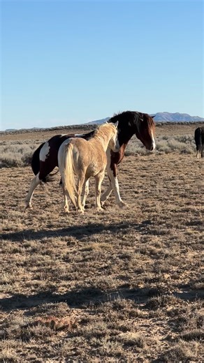 102K views · 2.1K reactions | Trying to show the size difference...