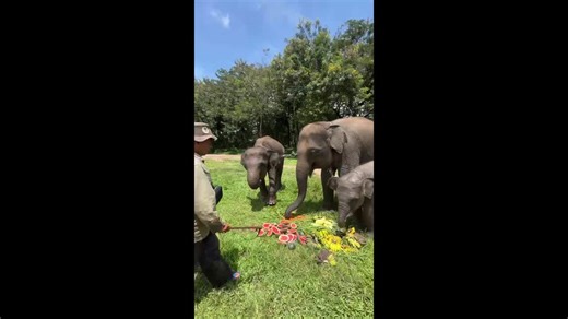 Elephant family tuck into fresh fruits for lunch in Indonesia