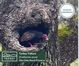 True or false: Turkey Vultures don’t build nests. True! They lay their eggs in dark, hidden places like caves, ledges, and crevices. Could this shadowy nook be a future nesting site? It's possible. According to Hawk Mountain Sanctuary, they may also “nest in the abandoned stick nests of other birds, mammal burrows, and abandoned buildings. The species is monogamous, and evidence suggests that pairs remain together until one member dies.” Vultures typically lay two eggs, but clutch size ranges fr