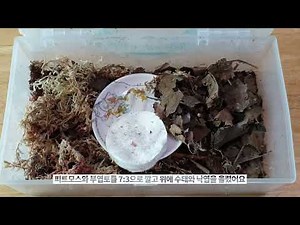 공벌레 키우기! 등각류 쿠바리스 판다킹 데려왔어요!