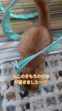 ねこのきもちの付録で遊ぶりら🐱 #猫のいる暮らし #cat #munchkinfold #ペット #ねこのきもち #マンチカン #ミヌエット #倍々ファイト