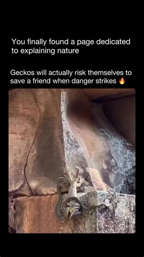 Explaining Nature on Instagram: "This gecko didn’t bolt — and there’s a fascinating reason why. 🦎 In certain gecko species, researchers have observed rare forms of anti-predator cooperation. When one gecko is in danger, another may linger nearby, make abrupt movements, or deliberately expose itself to pull the predator’s focus away. That split-second distraction can be enough to ensure at least one gecko escapes. Scientists think this behavior is most common among related individuals or stable 
