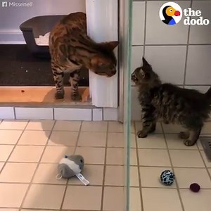 Cat finds a stray kitten and adopts her 💗 | The Dodo