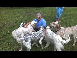 Amber the English Setter with her family in Greenfield