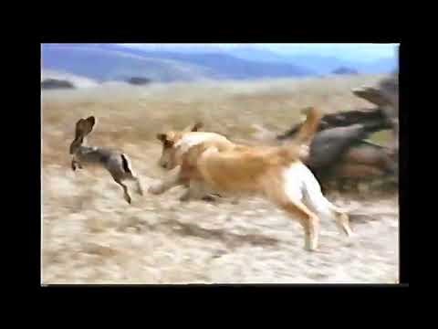 Closing To Old Yeller 1994 VHS