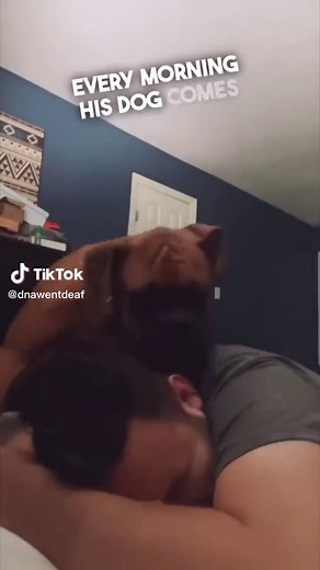 boxer dog wakes up owner 😂 #dog #dogsoftiktok #dogs #dogsofttiktok #doglover #dogtok #doglove #petsoftiktok #pets #pet #boxer #boxer #boxerdog #boxersoftiktok