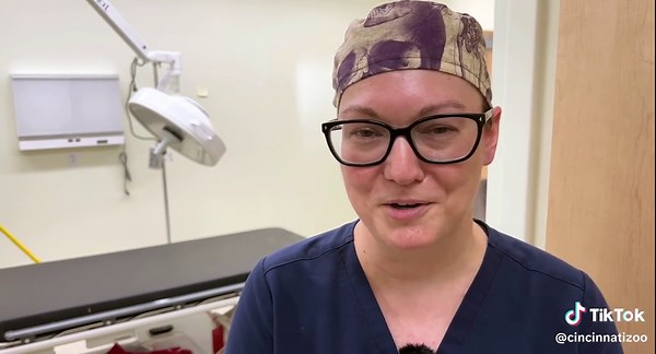 Eleven-year-old gorilla Gladys is recovering behind the scenes in Cincinnati Zoo & Botanical Garden’s Gorilla World after undergoing surgery on Sunday to repair a broken humerus. She sustained the injury last Friday during a scuffle with the younger two females in her troop. A break like the one Gladys suffered is not a common injury at the Zoo, so the vet staff enlisted the expertise of top surgeons from Cincinnati Children’s and anesthesiologists from the University of Cincinnati College of Me