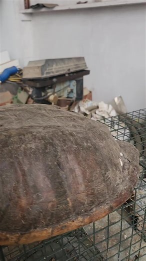 Turtle power! #turtles #snappingturtle #skeleton #shell #animals | turtle video