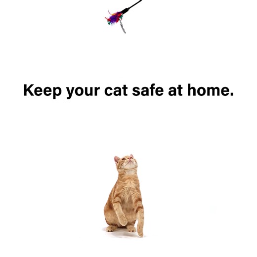 A cat kept safe at home lives on average 10 years longer than a cat who is allowed to roam. Keep your cat safe at home. 🐈 | RSPCA NSW