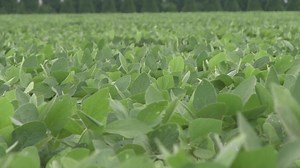 Conservation Farming Means Healthy Soil and Profits