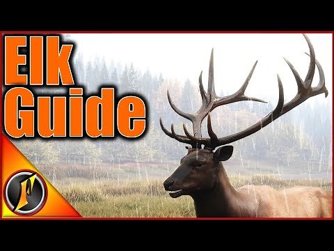 How to Hunt Roosevelt Elk | theHunter Call of the Wild