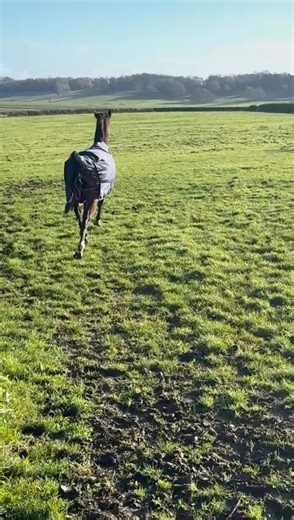 Paddy De Pole is loving life on holiday at Mick Fitzgerald's... 💛🤍 | Old Gold Racing