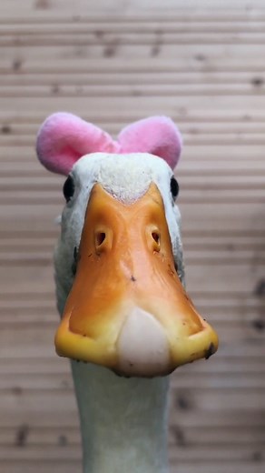 🎀🥺#cute #duck #viral #ducks #youaresobeautifultomee #sweet #trend #foryou #fy #animals