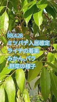 ミツバチ入居確定。ライチの着果。