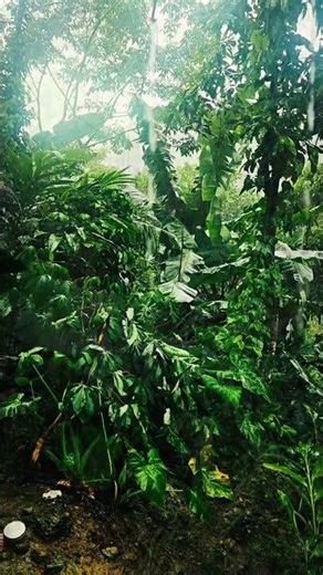 🌴 Rainy Summer Moments You’ll Love #summer #rain #shorts