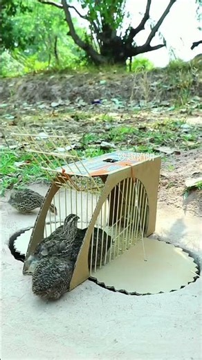 Creative idea!Bird Trap Using Cardboard #shorts #youtubeshorts #birdtrap