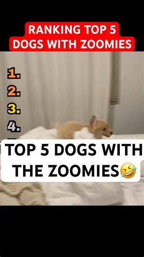 Top 5 Dogs with the Zoomies #funny #funnyshorts #dogs