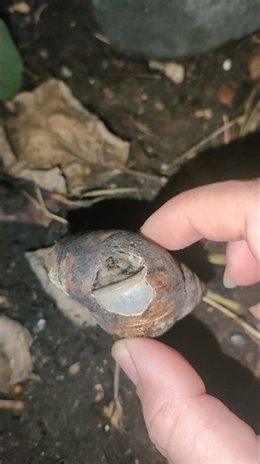 The snail is repairing its broken shell. #snail #shorts