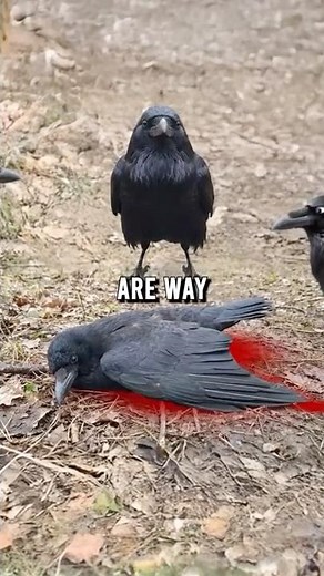 Crows Hold Funerals (and scientists just found out why)