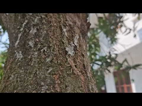 ​Can you spot the Bark Mantis? Incredible Nature Mimicry