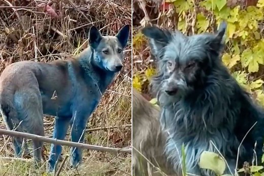 Blue Dogs Are Spotted at Site of Chernobyl Nuclear Disaster