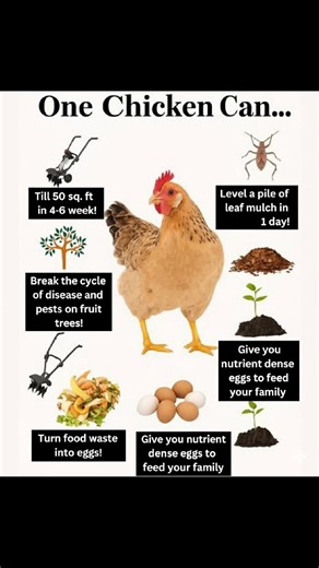 One Chicken Can Do So Much! Chickens aren’t just for laying eggs—they’re little helpers that can do wonders around your garden and home. Here’s how just one chicken can make a big difference: 🌿 Tills Up to 50 Sq. Ft. in 4–6 Weeks Chickens love to scratch the ground. While they’re at it, they loosen up the soil—perfect for planting! 🍂 Spreads Leaf Mulch in a Day Got a pile of leaves? Let your chicken go to work. They’ll spread it out fast, helping you build rich compost. 🍎 Protects Fruit Trees