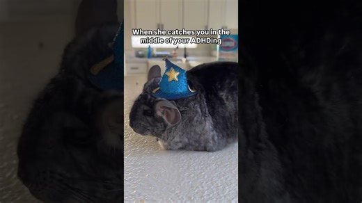 Girlfriend walks in on boyfriend playing with wizard chinchillas