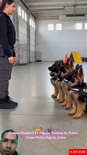 German Shepherd K9 Puppies Training for Police 🐕‍🦺 | Future Police Dogs in Action #germanshepherd