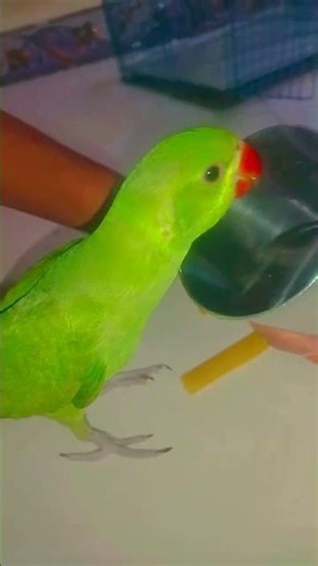 parrot 🦜💕 mithu .#parrot #trending #birds #happiness #cute