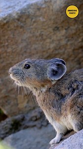 Did you know this animal is an environmental superhero? #trend #research #explorepage #knowledge #explore #education | Amazing Facts