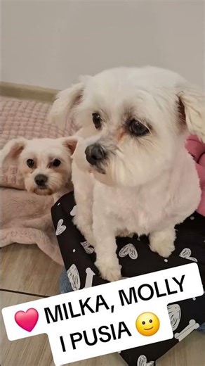 🐶 3 Maltese Dog Grooming Transformation ✂️ Milka, Molly & Pusia | Before & After