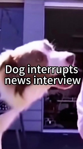Dog Hilariously Interrupts News Interview