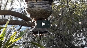 Lessons from Africa on how to build resilient bee colonies