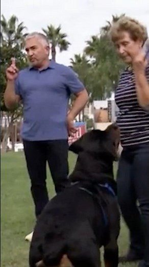 The four most common dog behavior problems #dogtips #dogtraining #dogcoach