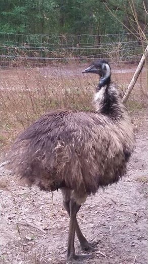 Emu taking a poop