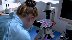 Culture of Brain Capillary Pericytes for Cytosolic Calcium Measurements and Calcium Imaging Studies