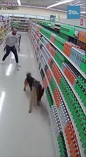 German Shepherd Saves Owner as a Fully Stocked Soda Shelf Begins to Collapse