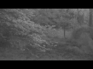 Cheetah webcam at Pittsburgh Zoo & Aquarium!