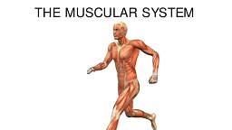 Muscular System s.pdf - Anatomy - Notes - Teachmint