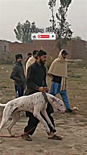 Pakistani Bully Training Process 🐕🛡️