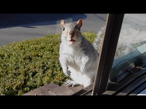 This is one funny squirrel