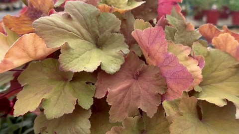 How Coral Bells Can Add Color To Your Front Yard