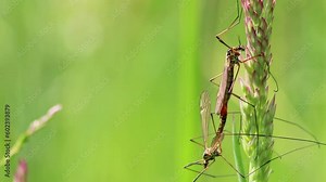 Crane fly couple showing mating behavior in spring for reproduction of gnats and midges in green meadow hanging in grass in close-up macro view with long legs and wings pairing together in mating time