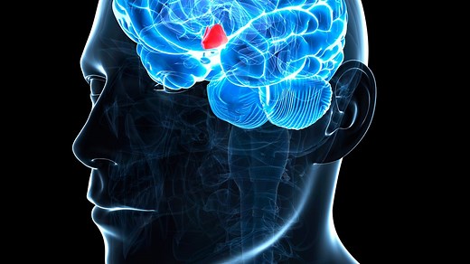 BBC Radio 4 - In Our Time, Circadian Rhythms